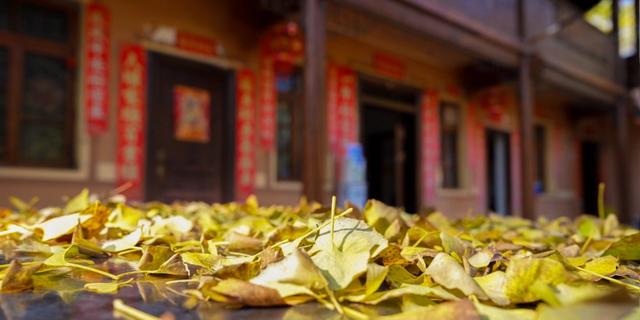 山村尽带黄金甲 古树银杏醉妥乐