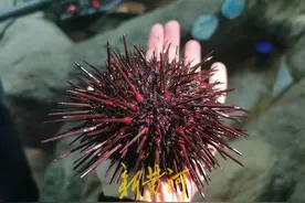 爱伦湾：向海要“粮”，把“牧场”建在海洋上图片
