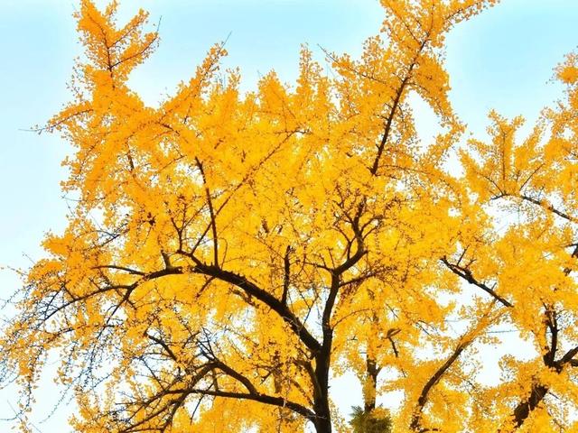 邂逅如画江西的小“杏”运