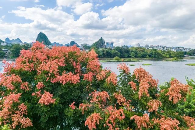 秋分至！桂林即将进入 “颜值巅峰期”，这些家门口的秋日盛景别错过！