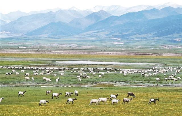 山宗水源踏歌行 ——“两山”理念青海实践系列报道之四