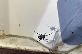 “黑寡妇”来袭！宁波海关在进境空集装箱内截获活体蜘蛛4只图片