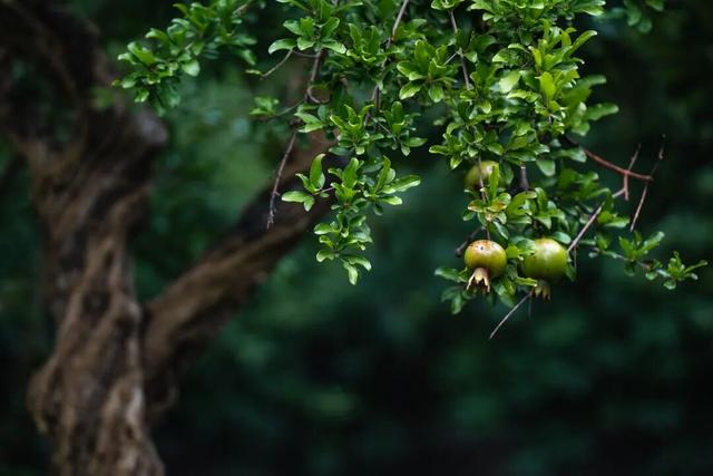 四时天工 扬州如画