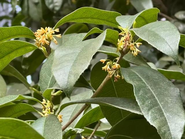 离谱？网友发现，浙江的桂花…又开了！