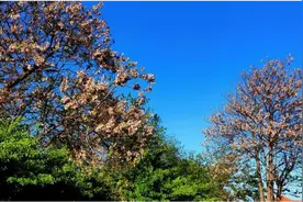 长山列岛 | 梧桐花开图片