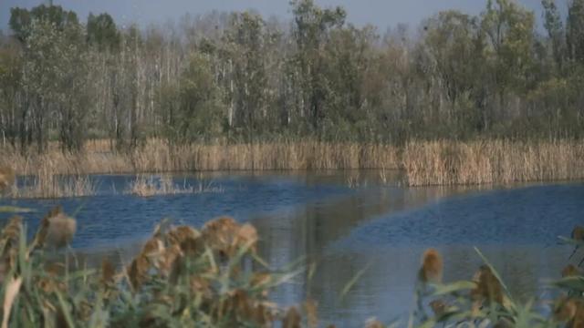 一眼心动！周末邂逅北京芦花漫舞，超有秋日feel~