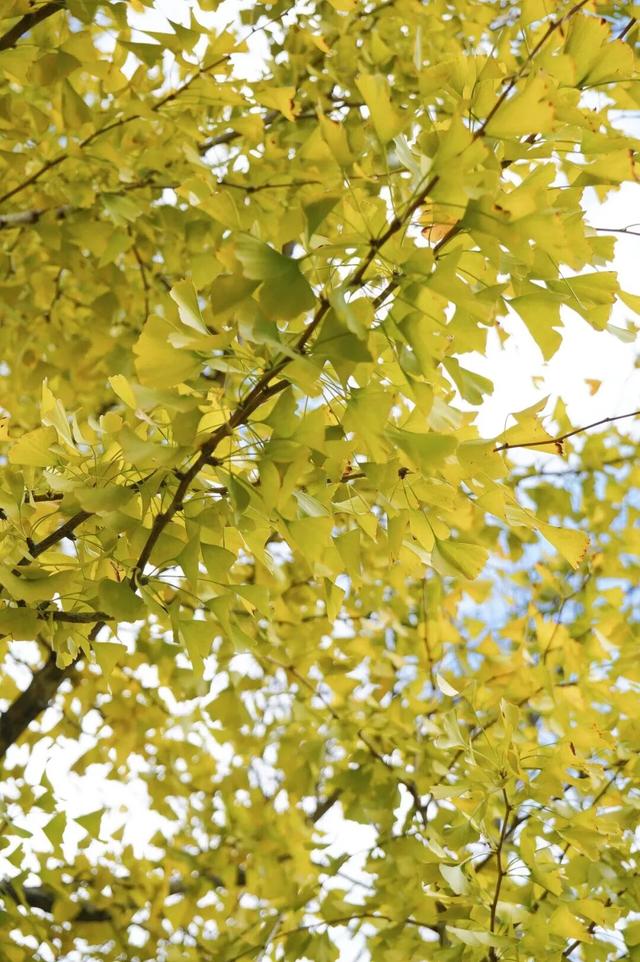 福州秋日限定浪漫已送达，附打卡点位→