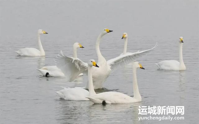 运城九大观鸟胜地邀你共赴冬日童话～