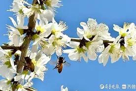 “梅”景正当时！第二十五届青岛梅花节开幕，将持续到4月20日图片