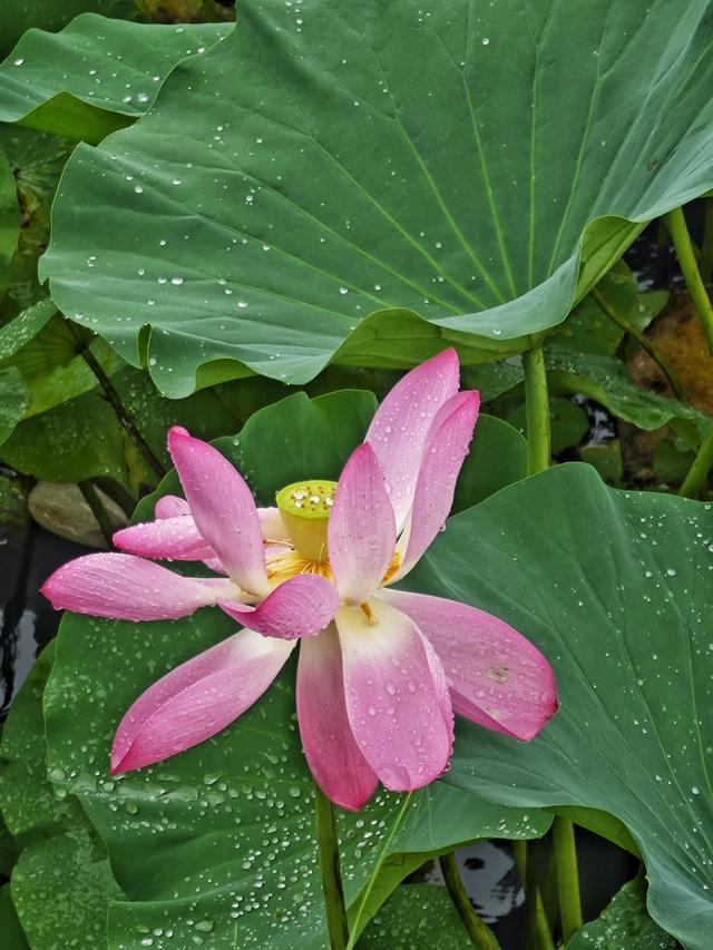 稻香湖荷叶接雨成“珍珠盘”，雨中荷花美到窒息