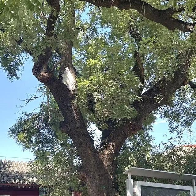 北京古树 家国情怀 国庆古树游线等您来体验