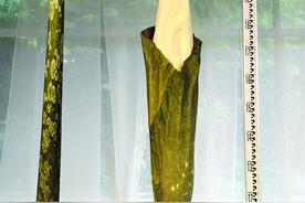 休眠4年，“爪哇魔芋”即将开花图片