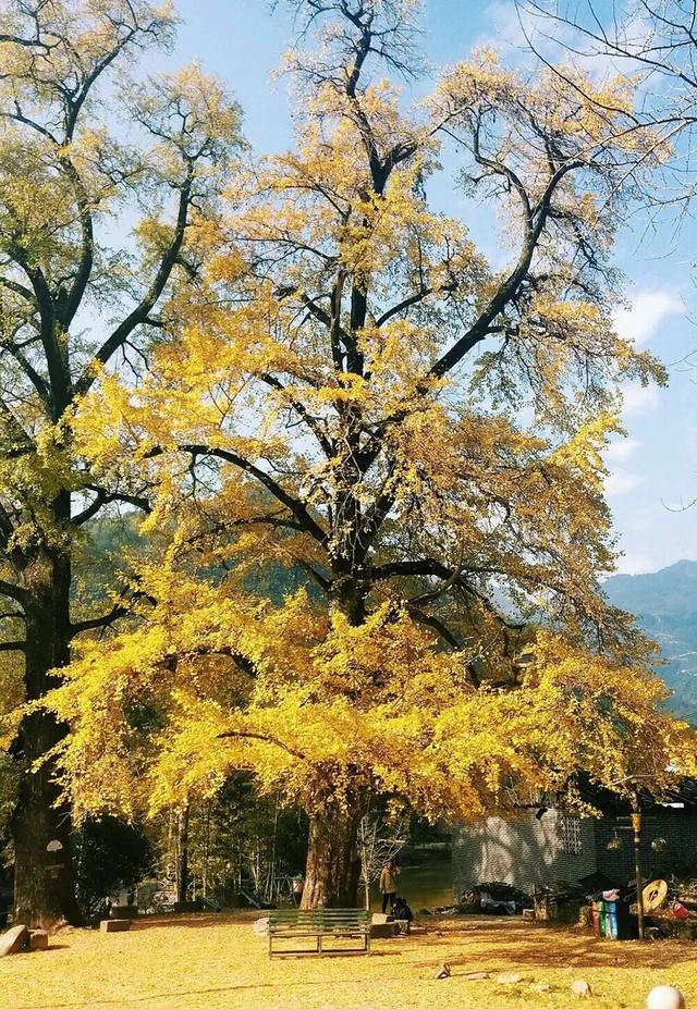 桂林即将进入 “颜值巅峰期”，这些家门口的秋日盛景千万别错过！