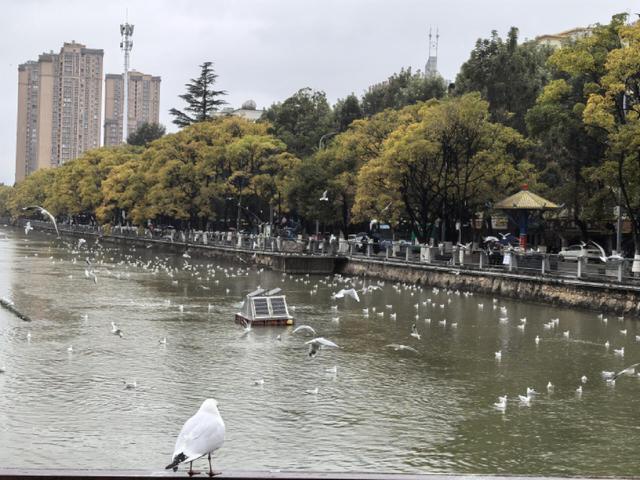 低温难挡人鸥情 环西桥掀观鸥打卡热