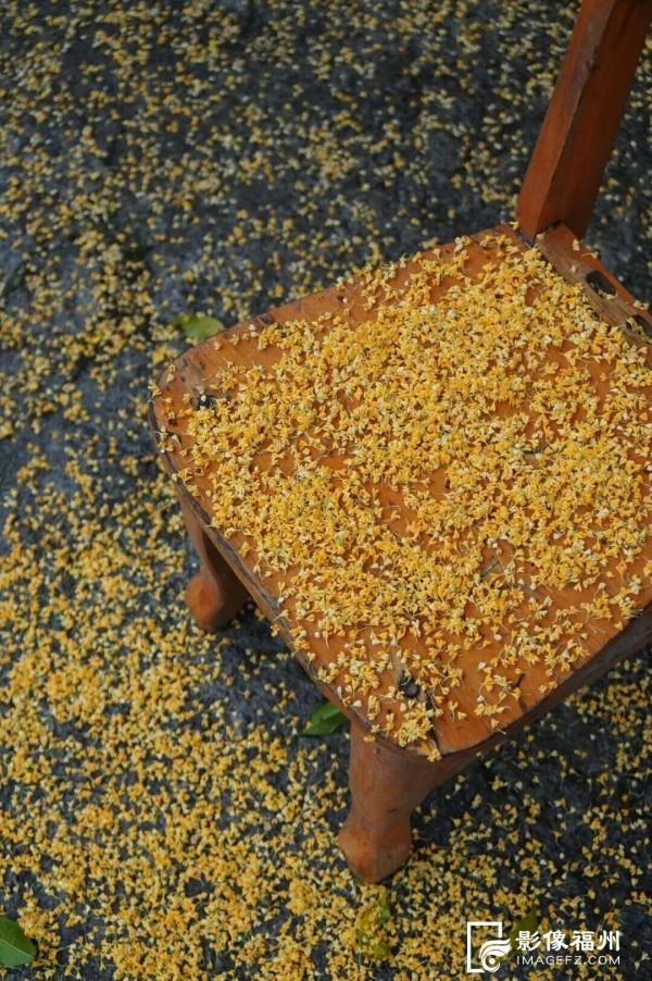 醉美秋色！福州鼓岭迎来“颜值巅峰”期！