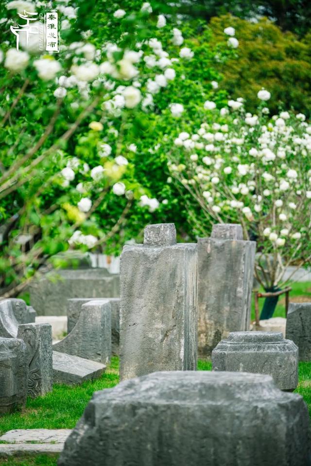 花样秦淮｜绣球花开