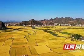 观潮的螃蟹丨谁是湖南“产粮一哥”图片