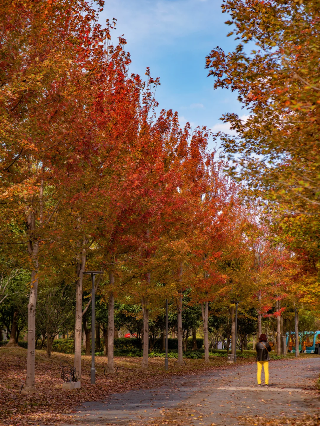 上海市区免费公园的枫叶大道红了！还有通往 “欧洲城堡” 的绝美旋梯→