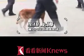 萌飒！上海警犬大比武 夺刀、押解全程不到10秒图片