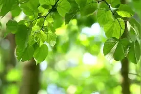 【视频】初夏的美好，与桑葚相遇图片