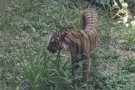 广州动物园老虎体态瘦弱只能吃草？官方回应：它就是这种体型图片