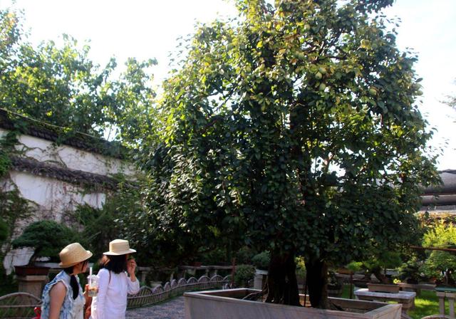 江苏苏州：拙政园“木瓜王”秋果累累