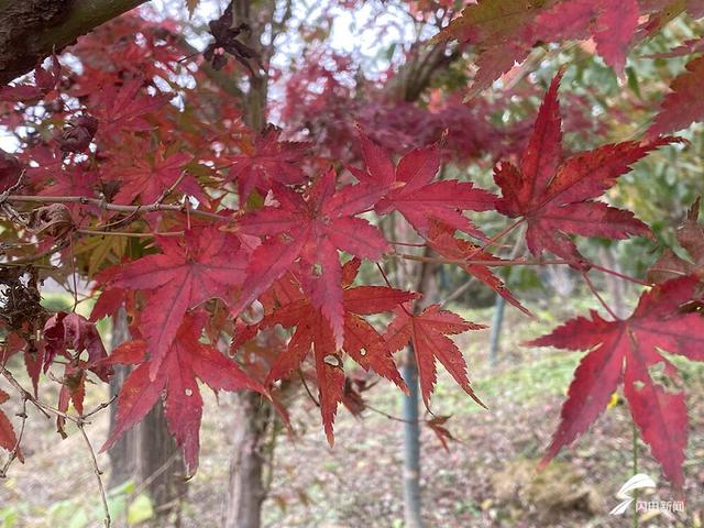 齐河：初冬藏锦绣 美景“二道坝”