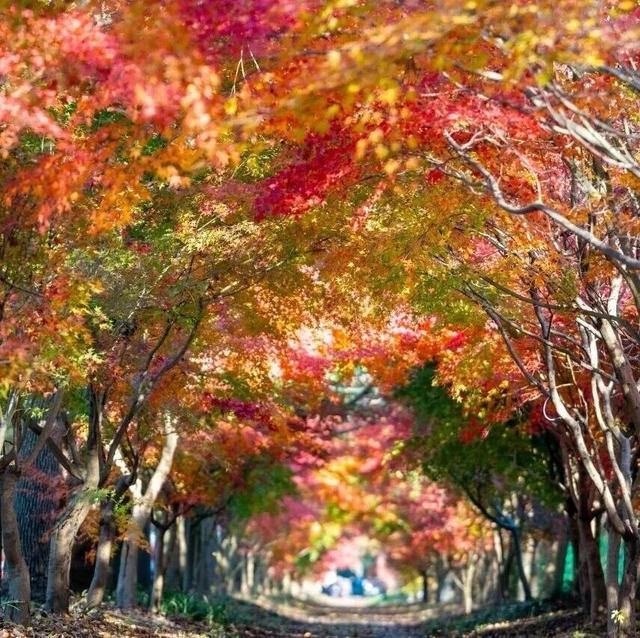 “旅超”景区免费半价游、德语顶级音乐剧、乐高冬日之旅......本周文旅生活指南来了！