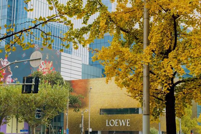 金色长廊加载中！静安这条道路银杏渐入佳境↑