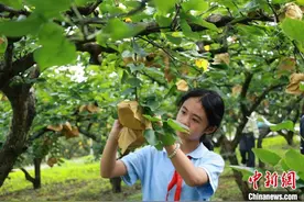 广西“青花梨之乡”万亩果树助农增收图片