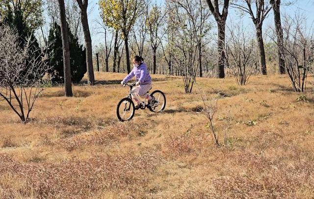 芦苇绘景 候鸟翩跹 官港森林公园初冬生态画卷灵动迷人