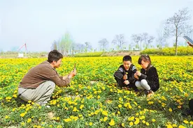种植蒲公英开出好“钱”景图片