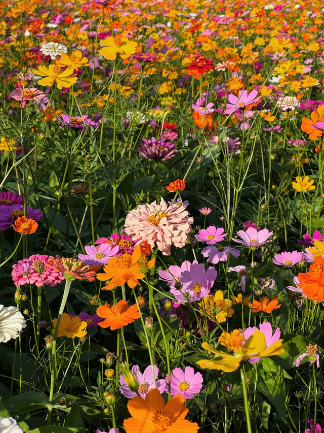 9月贵阳赏花地图｜这些绝美花海，承包你的初秋浪漫！