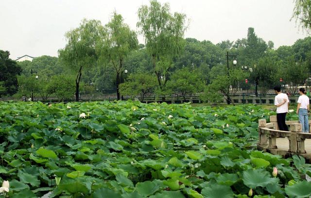 江苏苏州：盛夏时节 东园赏荷