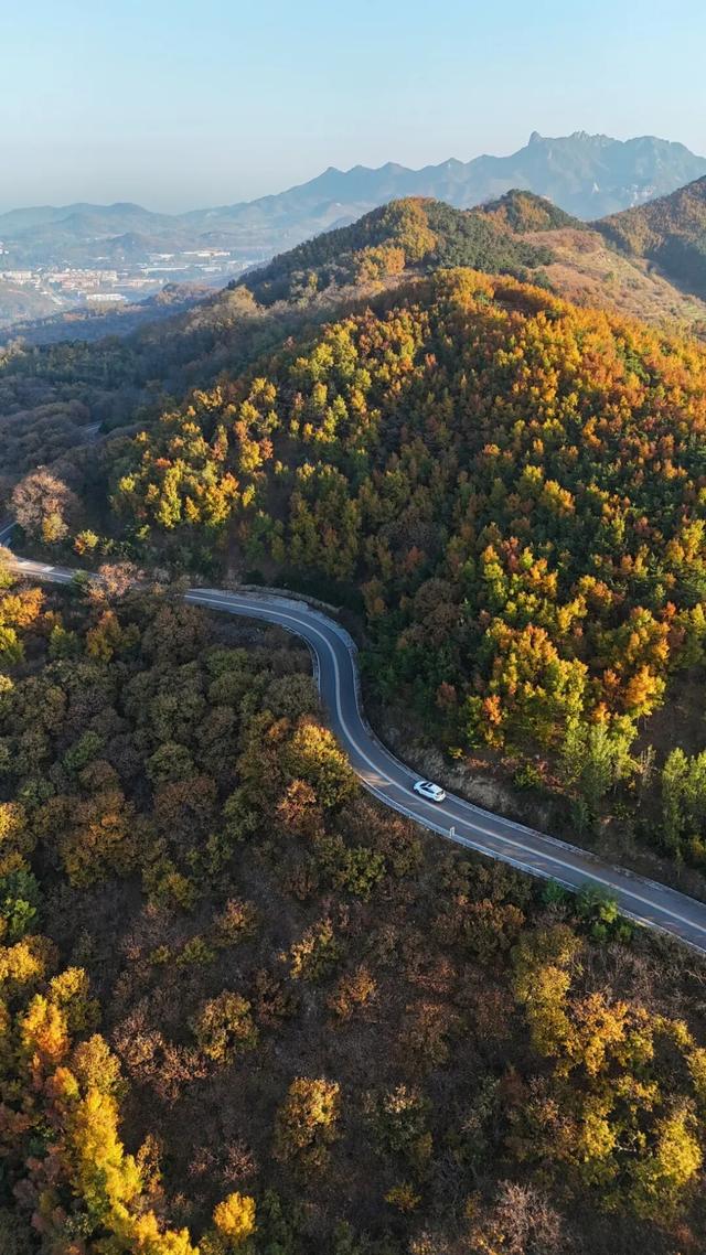 璀璨斑斓！日照这条路，现在美到不像话！