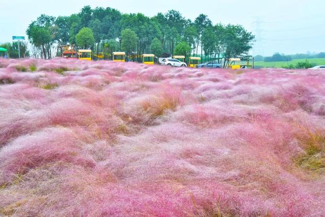 超绝氛围感！蜀山花海实力圈「粉」！