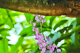 宁国发现濒危物种象鼻兰，正值盛花期图片