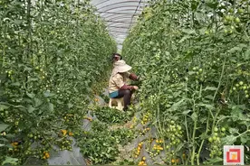 贡井龙潭：小番茄种出致富“大产业”图片