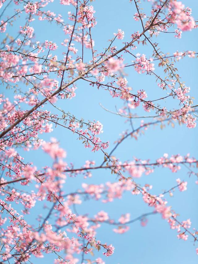 已开！成都怎么提前过上“春天”了