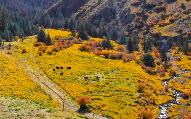 甘肃张掖：秋日祁连山风景如画 雪山金草绘就壮美诗篇