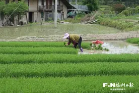 永泰以土地流转方式开展种植 中稻抛秧忙田园好“丰”光图片