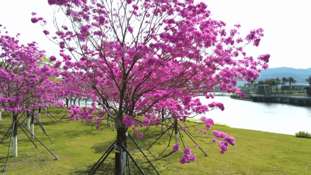 美到上央视！珠海超大花海，开好了！