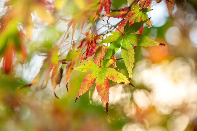 最好的秋天，在华师！