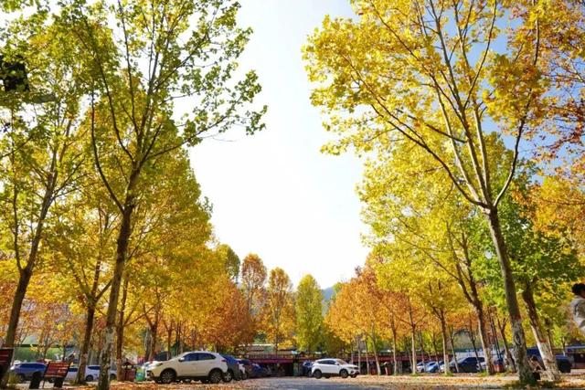 这里红叶进入“巅峰”，抓紧时间，真的会落！