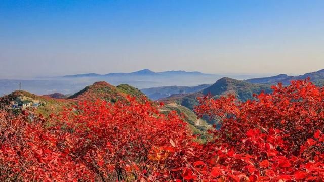 看万山红遍！河南赏红叶指南来啦→