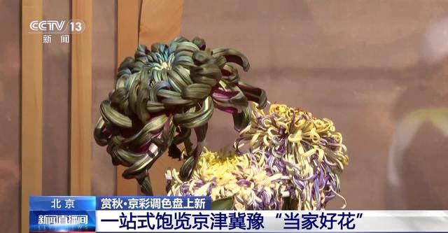 多彩秋叶+菊花文化节 深秋的北京成了调色板