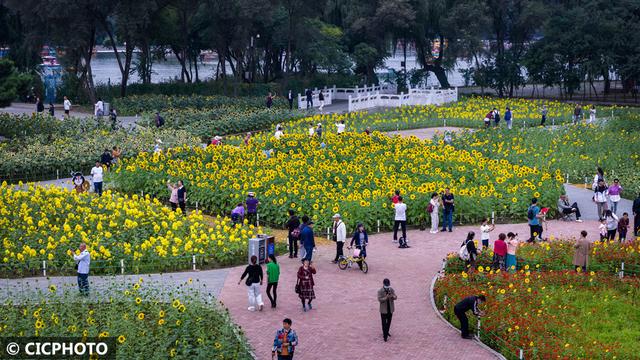 秋游花海，如行“花毯”