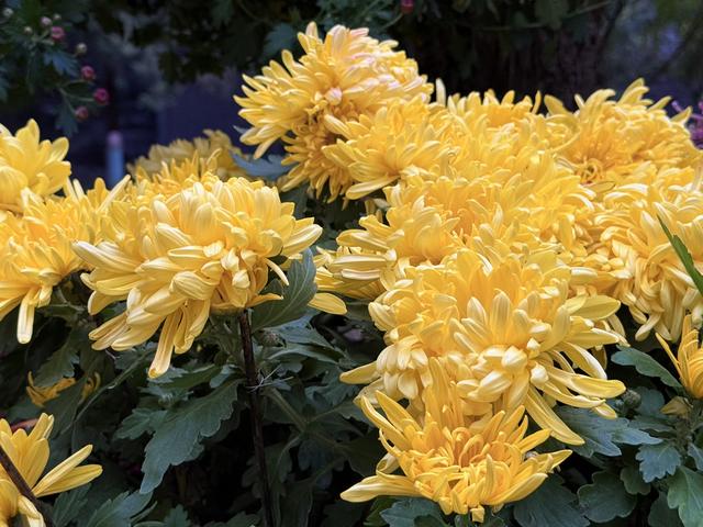 秋日清晨的北京，色彩饱和度拉满！