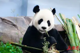 来岳阳·看熊猫丨萌憨！萌憨！图片