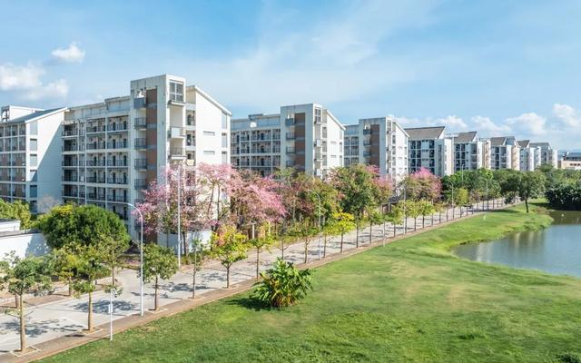 闽侯异木棉全盛登场！是谁的大学这么浪漫呀？